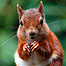Activities (Image: Red Squirrel)