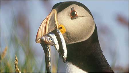 Puffin c/o RSPB Images and Chris Gomersall