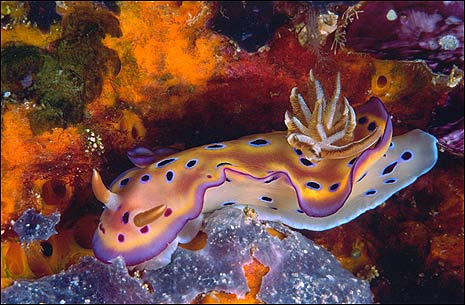 Chromodoris kuniei nudibranch