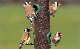 Goldfinch on a feeder