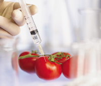 Injecting a tomato with a syringe