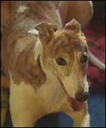 Bobby the greyhound
