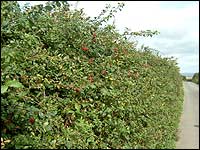 A hedgerow
