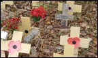 A poppy in amongst crosses.