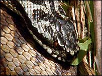 Image: An Adder