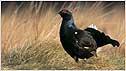 Black Grouse lek c/o RSPB Images and Chris Gomersall