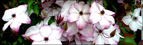 Clematis 'Fond Memories'