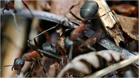 Wood ants