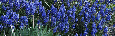 Grape Hyacinth