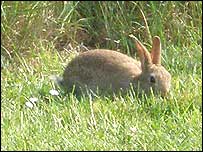 Wild rabbit