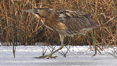 bittern.jpg