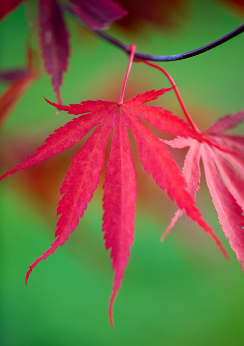I photographed this maple with a macro lens against a green lawn