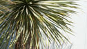Yucca Rostrata