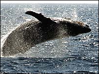 Baleia