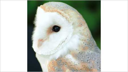 Barn Owl