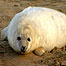 Coast activities (Image: Seal pup)
