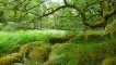 mosses and lichens