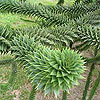 Chilean pine