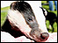 Secret World Badger Cub Weekend 2007
