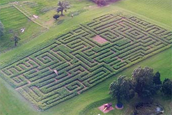 Maize Maze