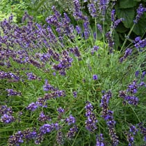 Lavender