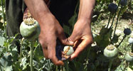 An Afghan man collects resin from poppies