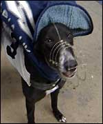 Greyhound wearing a coat