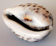 Spotted seashell. © Cliff Parnell
