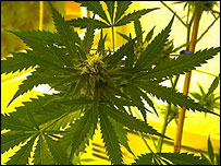Cannabis