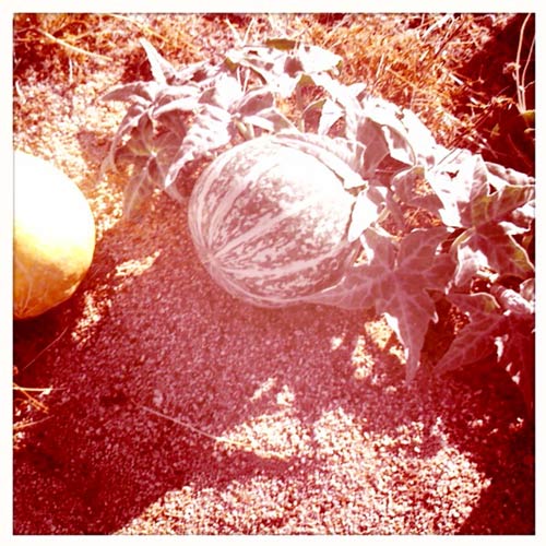 buffalo gourd (Curcurbita foetidissima)