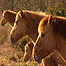 Hickling Broad (Image: Ponies)
