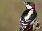 Great Spotted Woodpecker