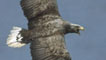 Sea Eagle - (c) RSPB images