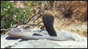 A coiled cobra snake
