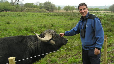 Iolo Williams stroking a water buffalo