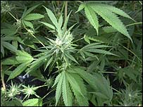 Planta de maconha