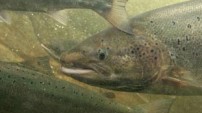 Atlantic Salmon from the Nature Picture Library