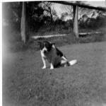 Champ the dog, 1944