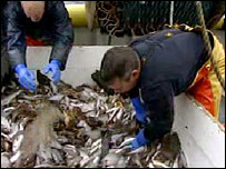 Trawlermen sort through fish