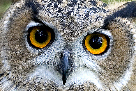European Owl