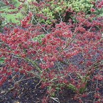 Hamamelis x intermedia 'Diane'