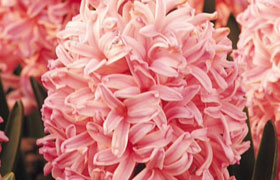 Hyacinth Pink Pearl