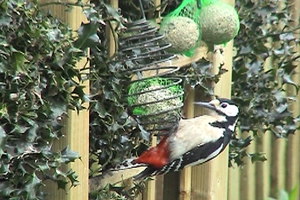 Abi’s hobby is watching the birds in her garden. She’s worked hard to learn about and encourage the large variety of birds now visiting her.