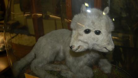 The Two-Headed Lamb at Bangor University Museum