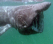 The basking shark underwater