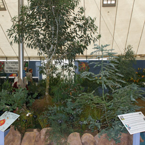 Tom Hart Dyke's Eucalyptus stand at Plant Heritage Marquee