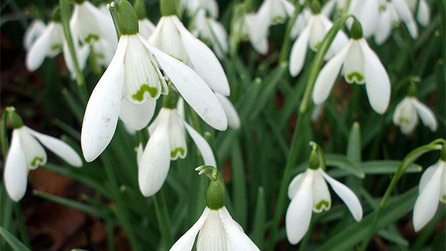 2011 Snowdrops by Susie Corwen