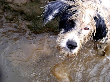 Wet dog on walk