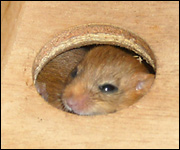 Dormouse 
