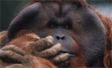 Primate Articles